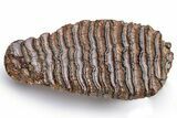 Juvenile Woolly Mammoth Lower M Molar - North Sea Deposits #235244-4